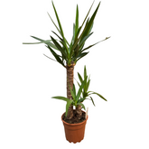 Yucca - Arborele vieții
